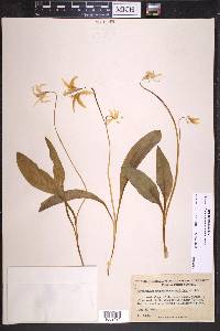 Erythronium grandiflorum image