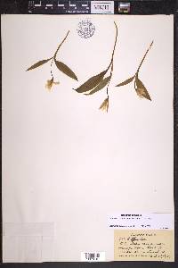 Erythronium rostratum image