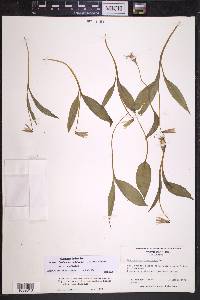 Erythronium umbilicatum image