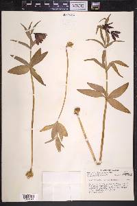 Fritillaria camschatcensis image