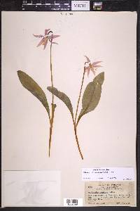 Erythronium revolutum image