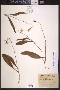 Erythronium grandiflorum image