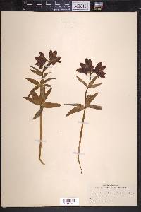 Fritillaria camschatcensis image