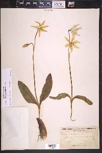 Erythronium californicum image