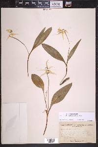 Erythronium grandiflorum image