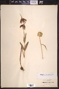 Fritillaria lanceolata image