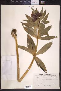 Fritillaria camschatcensis image