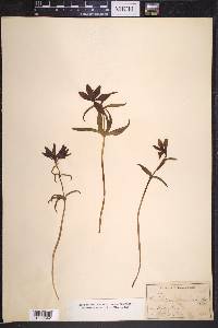 Fritillaria camschatcensis image