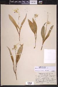 Erythronium grandiflorum image