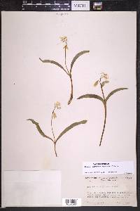Erythronium purpurascens image