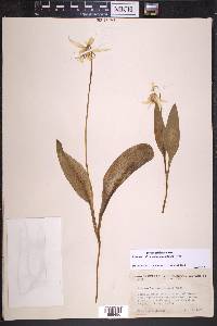 Erythronium grandiflorum image