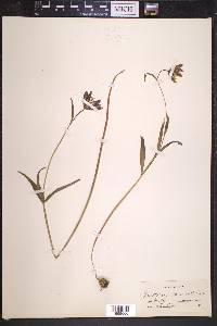 Fritillaria lanceolata image