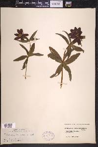 Fritillaria camschatcensis image
