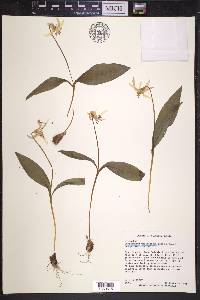 Erythronium umbilicatum image