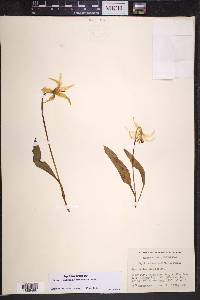 Erythronium grandiflorum image