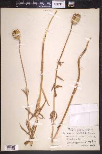 Fritillaria lanceolata image