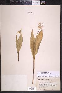 Erythronium grandiflorum image