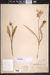 Erythronium grandiflorum image
