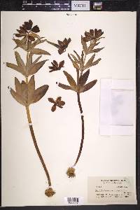 Fritillaria camschatcensis image