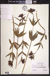 Fritillaria camschatcensis image