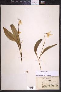 Erythronium grandiflorum image