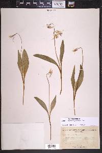 Erythronium grandiflorum image
