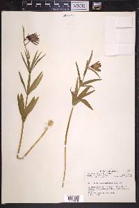 Fritillaria camschatcensis image