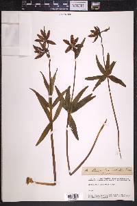 Fritillaria lanceolata image