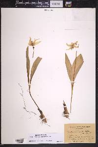 Erythronium grandiflorum image