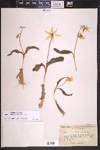 Erythronium californicum image