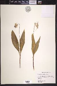 Erythronium grandiflorum image