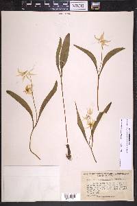 Erythronium klamathense image