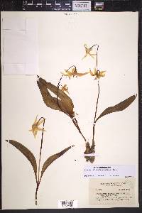 Erythronium grandiflorum image