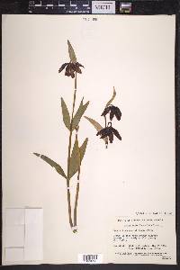 Fritillaria lanceolata image