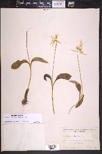 Erythronium californicum image