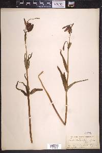 Fritillaria lanceolata image