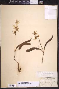 Erythronium purpurascens image