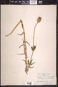 Fritillaria lanceolata image