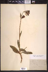Fritillaria lanceolata image