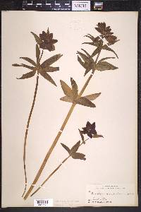 Fritillaria camschatcensis image
