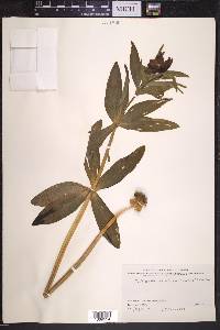 Fritillaria camschatcensis image