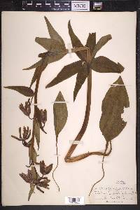 Fritillaria lanceolata image