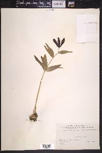 Fritillaria camschatcensis image