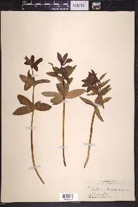 Fritillaria camschatcensis image