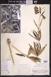 Fritillaria camschatcensis image