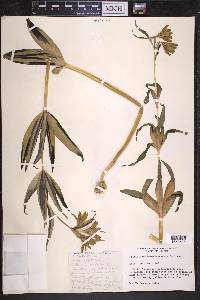 Fritillaria camschatcensis image
