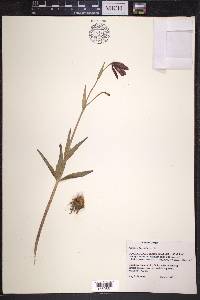 Fritillaria lanceolata image