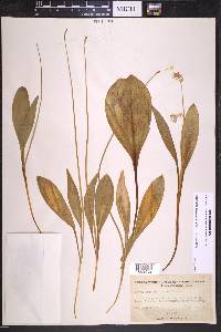 Erythronium grandiflorum image