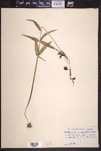 Fritillaria lanceolata image