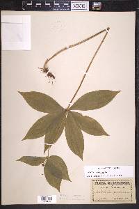 Medeola virginiana image